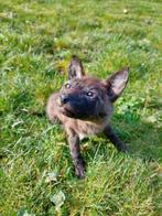 Coyote Support de corps entier pour taxidermie - Canis