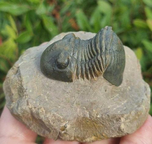 Trilobiet - Gefossiliseerd dier - Paralejurus rehamnanus -, Verzamelen, Mineralen en Fossielen