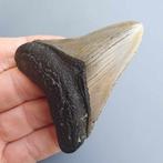 Megalodon Shark - Fossiele tand - megaselachus megalodon -