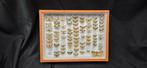 Palearctique Moths / Butterflies ex COLLET Belgium, Verzamelen, Dierenverzamelingen, Nieuw