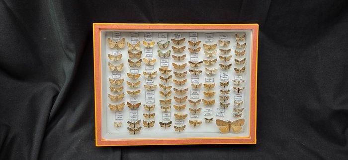 Palearctique Moths / Butterflies ex COLLET Belgium, Verzamelen, Dierenverzamelingen