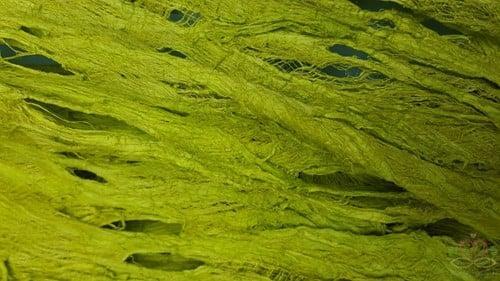 Moerbeischors Lime Groen 200 gram, Huis en Inrichting, Woonaccessoires | Kunstplanten en Kunstbloemen, Nieuw