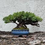 Jeneverbes bonsai (Juniperus) - Hoogte (boom): 16 cm -