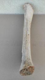 Wolharige mammoet - Fossiel fragment - 73 cm  (Zonder