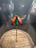 Scarabée Support de corps entier pour taxidermie -