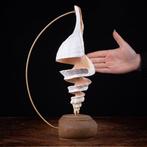 Marine Beauty Spyral - Artistieke basis - Taxidermie, Verzamelen, Mineralen en Fossielen