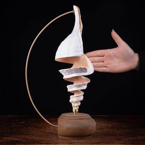 Marine Beauty Spyral - Artistieke basis - Taxidermie, Verzamelen, Mineralen en Fossielen