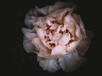 Chiara Ferrando - Blooming darkness #3
