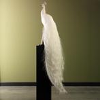 Witte Pauw Taxidermie Opgezette Dieren By Max, Ophalen of Verzenden, Nieuw, Vogel, Opgezet dier