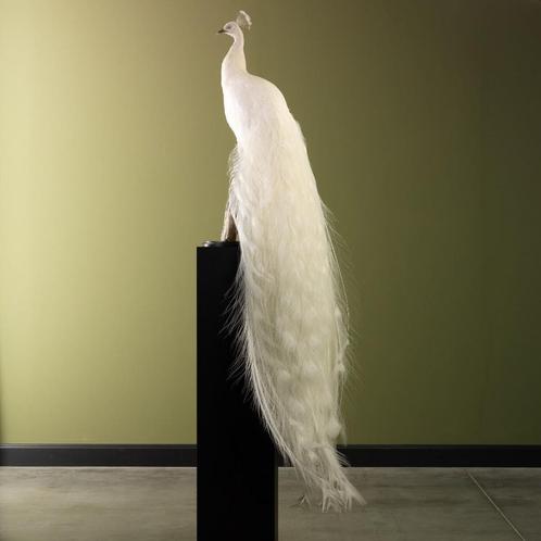 Witte Pauw Taxidermie Opgezette Dieren By Max, Verzamelen, Dierenverzamelingen, Opgezet dier, Nieuw, Vogel, Ophalen of Verzenden