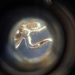 Argent - Broche - Singe, Antiquités & Art, Curiosités & Brocante