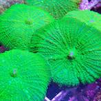 Rhodactis Groen (3 stuks), Dieren en Toebehoren, Vissen | Aquariumvissen