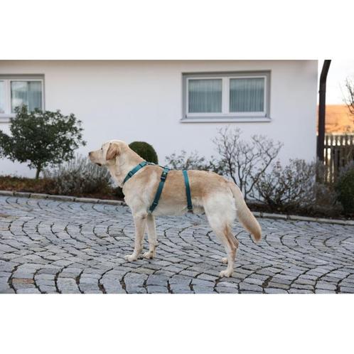 Paniektuig miami, petrol, 15 mm, 38-52 cm - kerbl, Dieren en Toebehoren, Honden-accessoires, Nieuw
