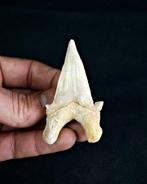 Haai - Fossiele tand - Enorme Otodus obliquus de alta