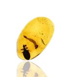 Birmese barnsteen - Fossiele cabochon - with a Rare, Verzamelen