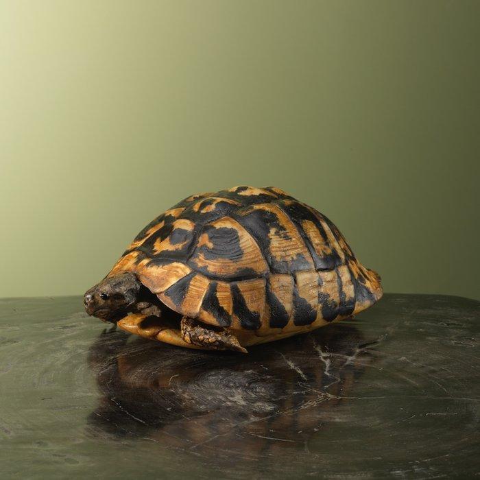 Schildpad Taxidermie volledige montage - Testudinidae - 9 cm, Verzamelen, Dierenverzamelingen