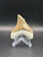 Haai - Fossiele tand - Carcharocles Chubutensis - 5.5 cm -