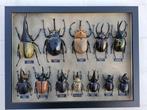 DYNASTIES Support de corps entier pour taxidermie - MIX, Verzamelen, Nieuw