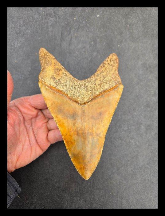 *15.6cm* Megalodon Onderkaakse Tand Zeldzaam - Fossiele, Verzamelen, Mineralen en Fossielen