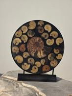 Ammoniet - Gefossiliseerde schelp - Aioloceras (Cleoniceras), Verzamelen