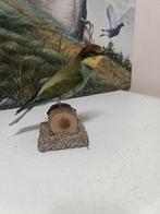 Bijeneter Taxidermie volledige montage - merops apiaster -, Verzamelen, Dierenverzamelingen, Nieuw