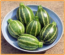Piccolo F1 Rondini Courgette - 50 zaden Gestreepte Rondini, Hobby & Loisirs créatifs