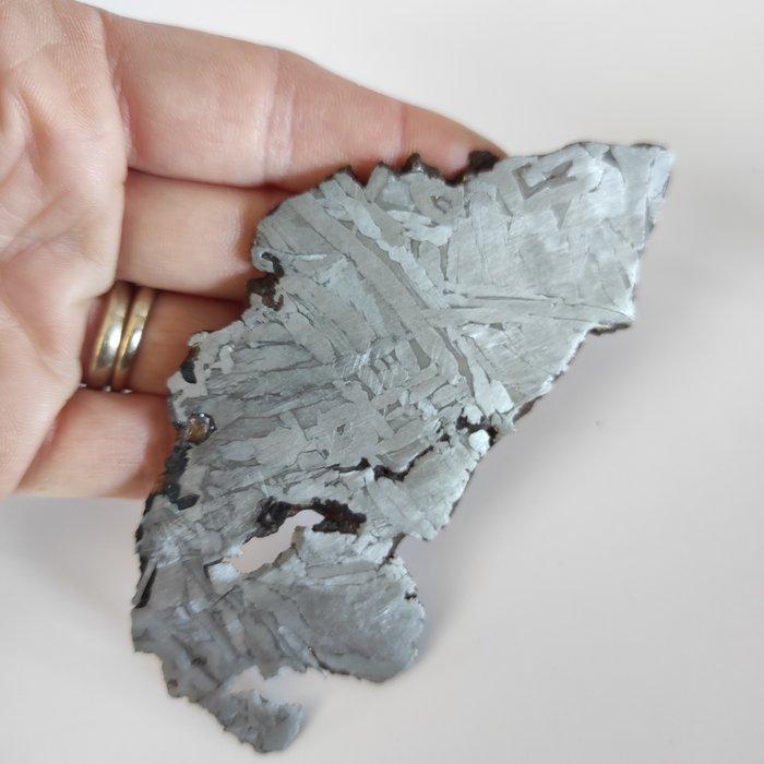 Seymchan meteoriet Plak - Hoogte: 0.03 cm - Breedte: 7 cm-, Verzamelen, Mineralen en Fossielen