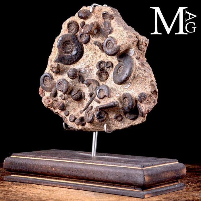 Marokko Ammonieten Plak - Houten en Stalen Artistieke Basis, Verzamelen, Dierenverzamelingen