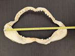 Tijgerhaai Kaak - Galeocerdo Cuvier - 20 cm - 36 cm - 8 cm-