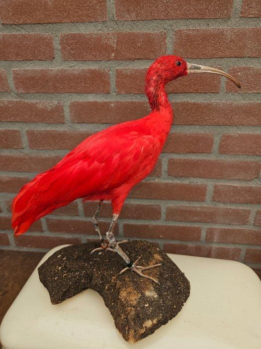 Scarlet Ibis Taxidermie volledige montage - eudocimus ruber, Verzamelen, Dierenverzamelingen