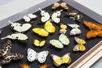Vlindercollectie - Entomologie - Decoratief Geel Zwart, Verzamelen, Dierenverzamelingen, Nieuw