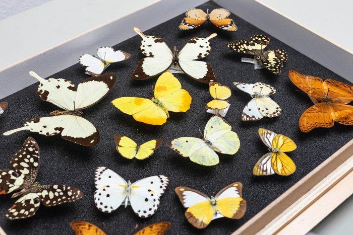 Vlindercollectie - Entomologie - Decoratief Geel Zwart, Verzamelen, Dierenverzamelingen