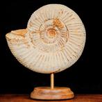 Ammonite - Animal fossilisé - Perisphinctes - 110 mm - 95 mm