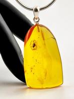 Scarabée rare dans de lambre de Baltique miel – Collier