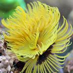 Sabellastarte Yellow, Dieren en Toebehoren