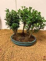 Japanese holly bonsai (Ilex crenata) - Hauteur (arbre) : 25