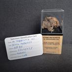 Météorite Al Haggounia 001 Chrondiet météorite - Sur support, Collections