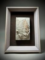 Indrukwekkend compleet fossiel - alien-uitziende crinoïde