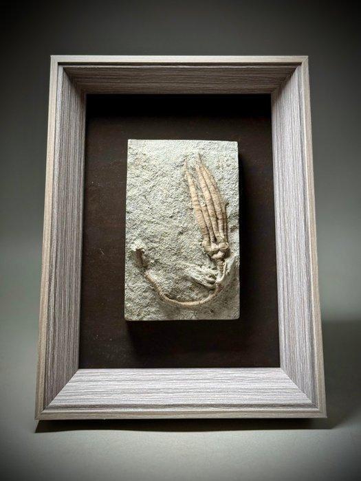 Indrukwekkend compleet fossiel - alien-uitziende crinoïde, Verzamelen, Mineralen en Fossielen