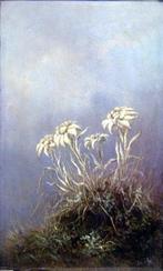 Joseph Wolfram (active in 1860- 1873) - Study of Edelweiss