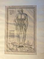Charles Estienne - Woodcut from an anatomical drawing