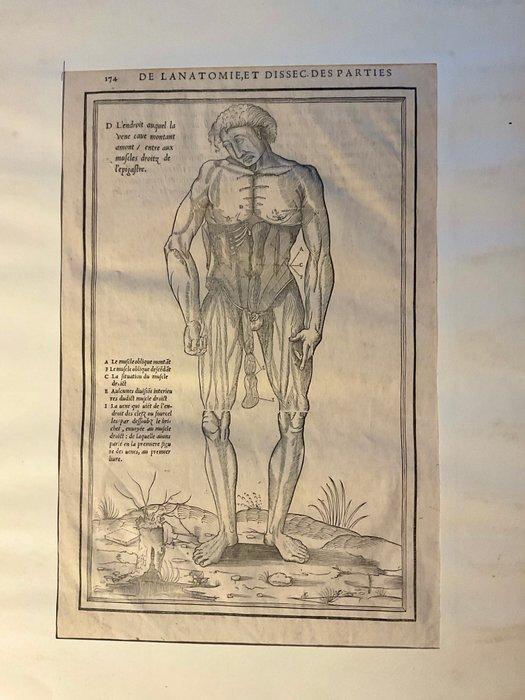 Charles Estienne - Woodcut from an anatomical drawing, Antiquités & Art, Antiquités | Livres & Manuscrits