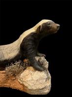 Das Taxidermie volledige montage - Mellivora capensis - 60