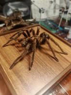 Tarentule Support de corps entier pour taxidermie -