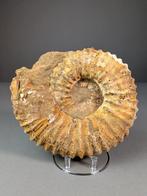 Mooie en grote ammoniet - Gefossiliseerde schelp -, Verzamelen