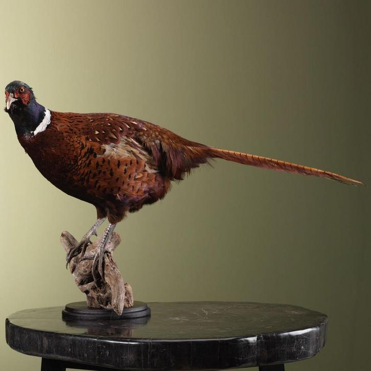 Fazant Taxidermie Opgezette Dieren By Max, Verzamelen, Dierenverzamelingen, Opgezet dier, Nieuw, Vogel, Ophalen of Verzenden