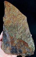 Spectaculaire graptolieten met uitzonderlijke, Verzamelen