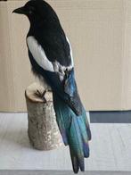 Urraca euroasiatica - Verse montage Taxidermie volledige, Nieuw