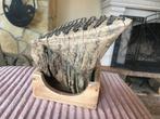 Wolharige mammoet - Fossiele kies - 18 cm - 14 cm, Verzamelen, Mineralen en Fossielen