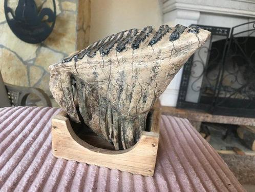 Wolharige mammoet - Fossiele kies - 18 cm - 14 cm, Verzamelen, Mineralen en Fossielen